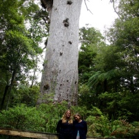 Der größte Baum Neuseelands - Kauri Tree